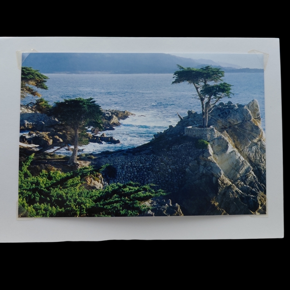 Cyprus Trees Scenic Landscape Photo Print By Jack E. Stiddard 4x6 Notecard